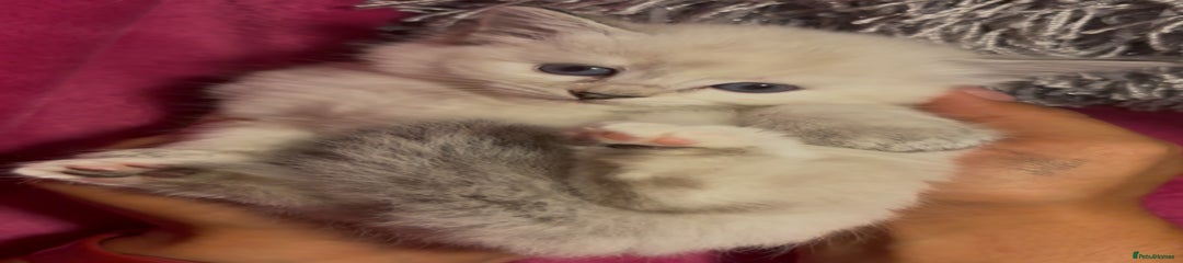 Feta