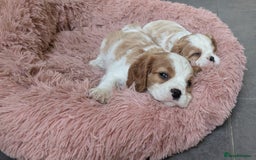 Cavalier King Charles Spaniel dogs for sale: Cavalier King Charles Puppies  - Image 6