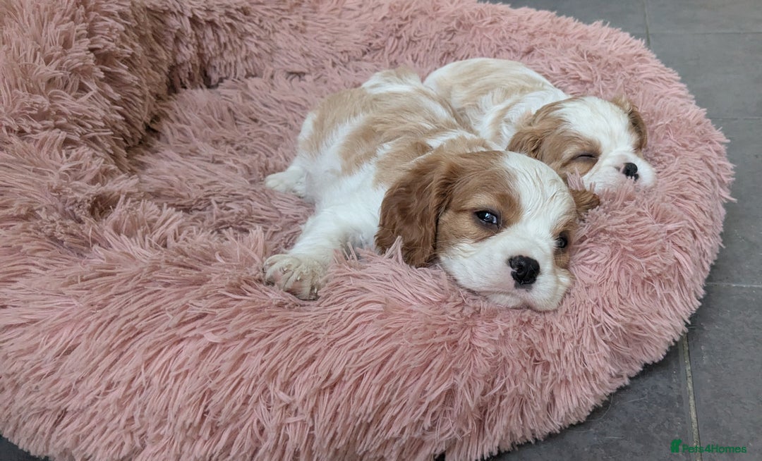 Cavalier King Charles Spaniel dogs for sale: Cavalier King Charles Puppies  - Image 6
