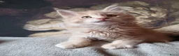 Maine Coon cats for sale: TICA reg HEALTH CHECKED Maine Coons - Advert 27