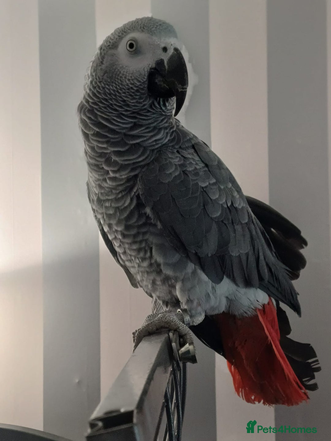 Parrots birds for sale: African Grey Parrot  - Advert 7