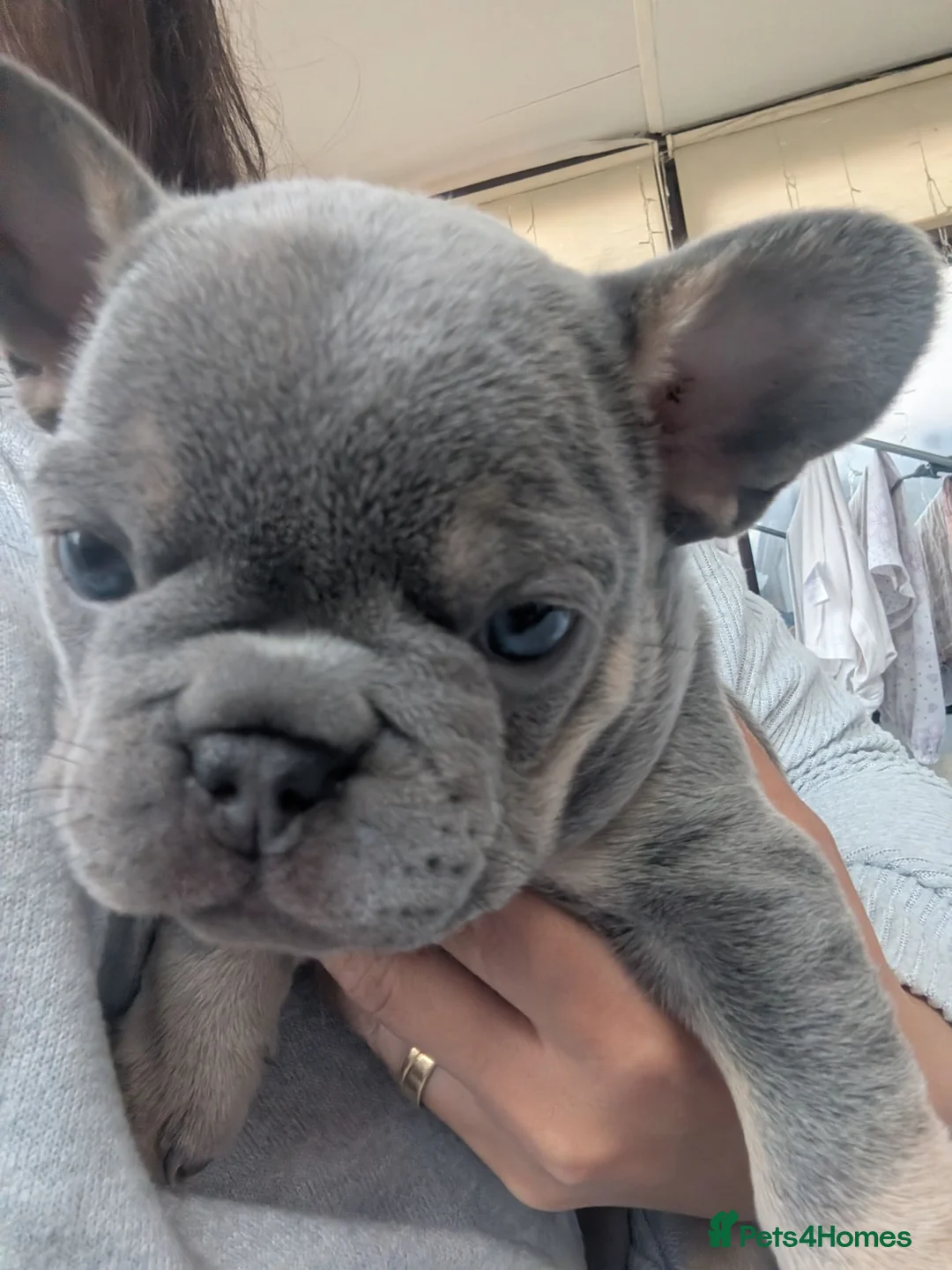 French Bulldog dogs for sale: Little girl for sale  in Chester-le-Street - Advert 6