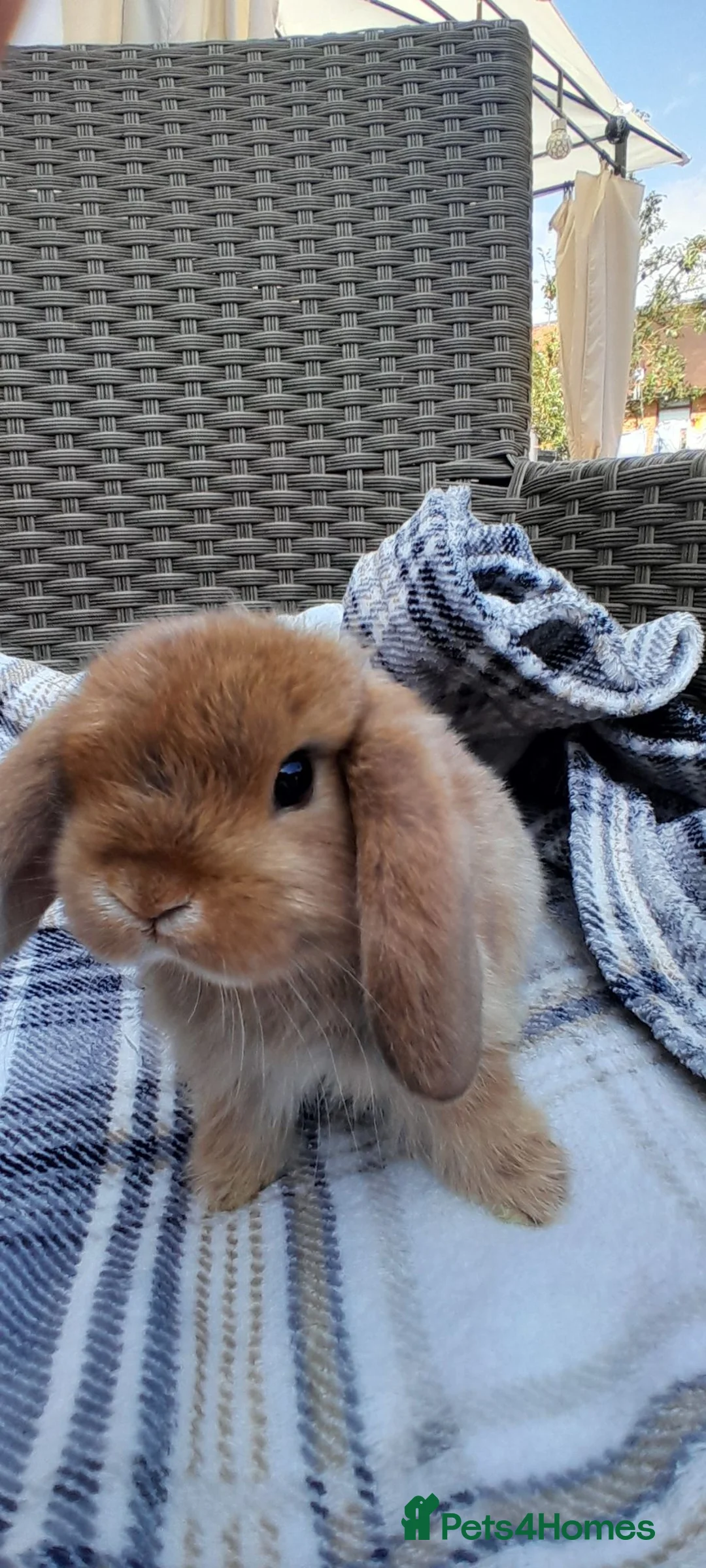 Mini Lop rabbits for sale: Mini lop rabbits - Advert 4