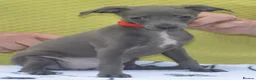 Italian Greyhound dogs for sale: KC reg Blue Italian greyhound puppys - Advert 4