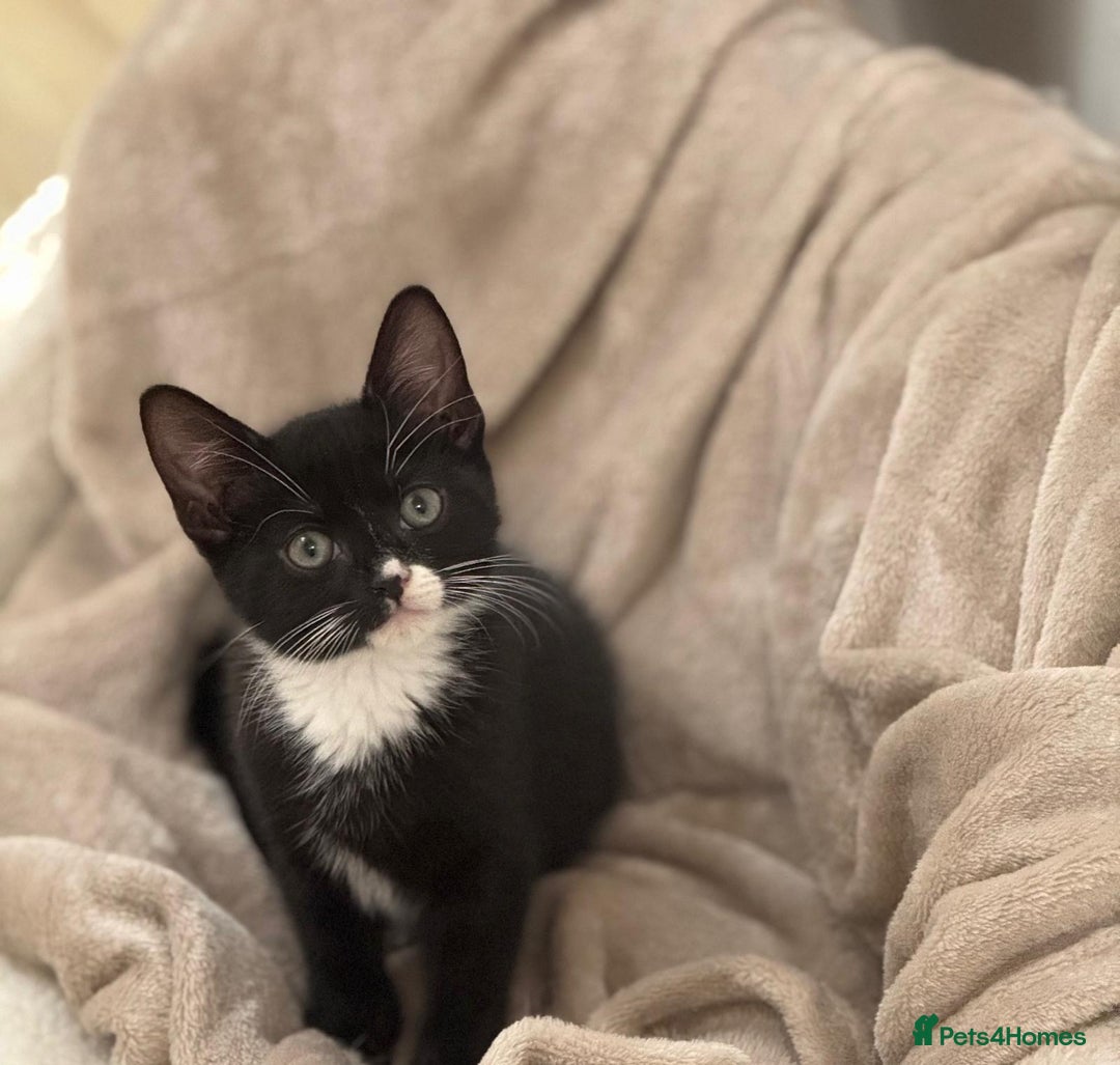 Domestic Shorthair cats for sale: 1 boy black & white available - Advert 1