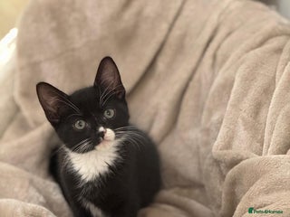 Domestic Shorthair cats Beautiful boy black & white available - Advert 14