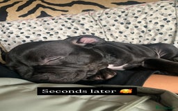 American Bully dogs for sale: Pocket bully pup - Image 6