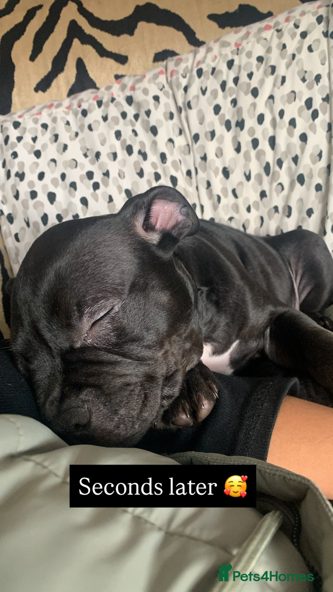 American Bully dogs for sale: Pocket bully pup - Image 6