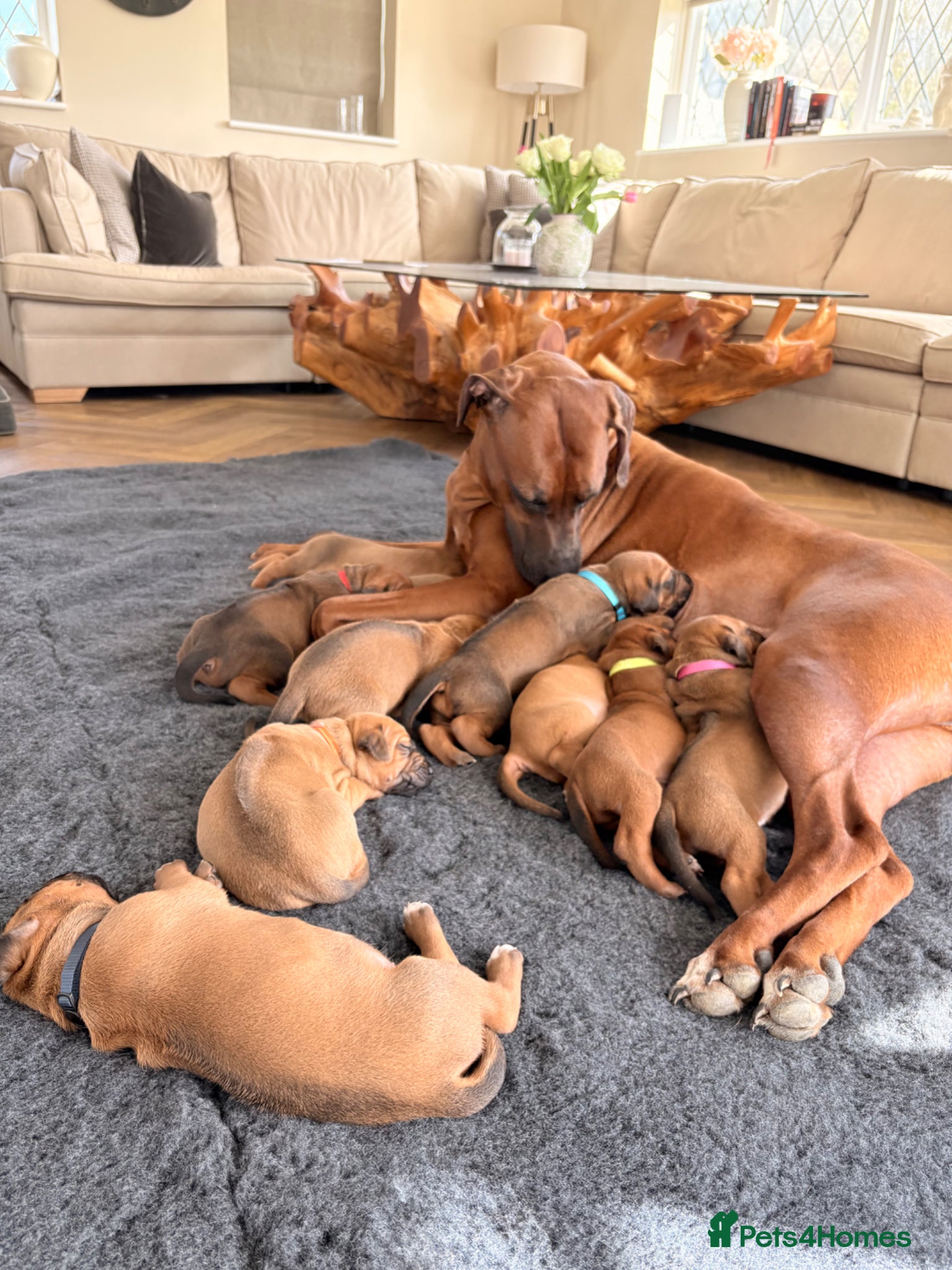 Rhodesian Ridgeback dogs Premium KC Registered Rhodesian Ridgeback Puppies  - Advert 1