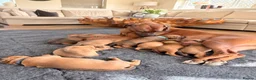 Rhodesian Ridgeback dogs for sale: Premium KC Registered Rhodesian Ridgeback Puppies  - Advert 1