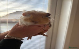 Guinea Pig rodents for sale: 3 female guinea pigs - Image 5