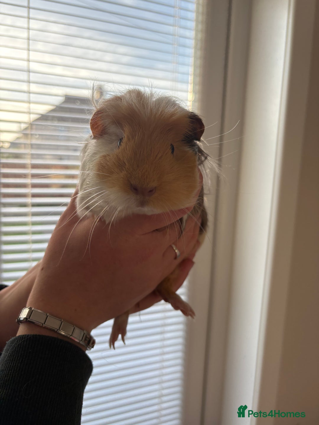 Guinea Pig rodents for sale: 3 female guinea pigs - Image 5