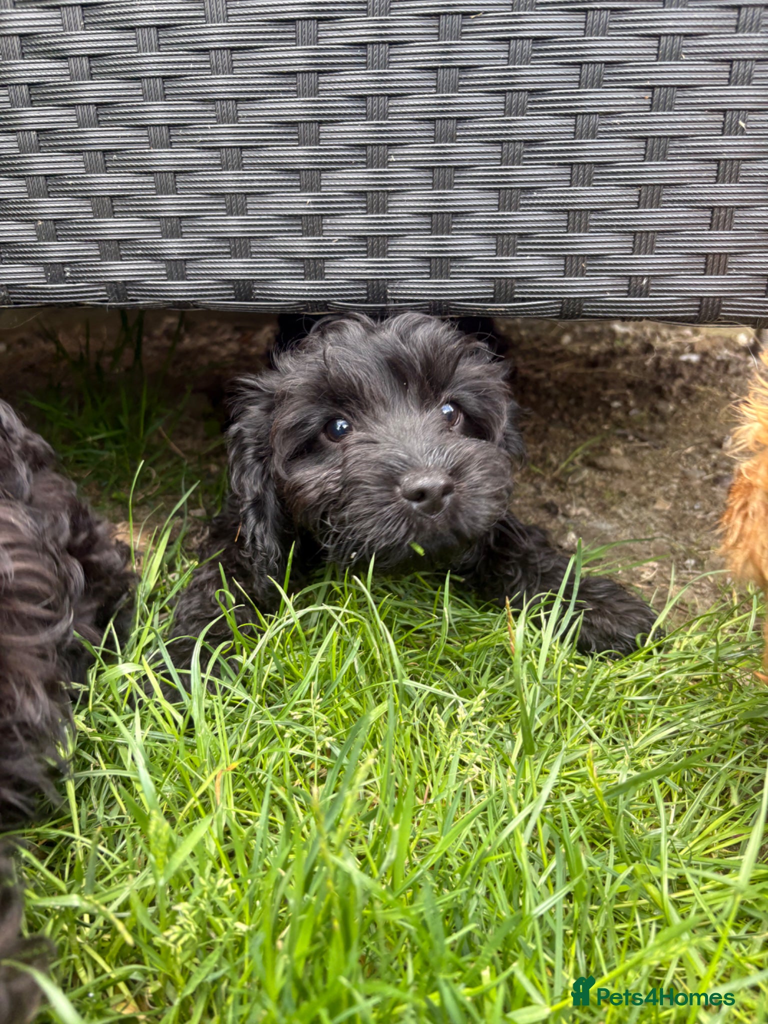 Cavapoo dogs Puppies ready to leave to their new loving homes - Advert 2