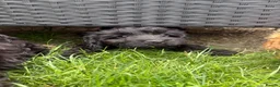 Cavapoo dogs for sale: Puppies ready to leave to their new loving homes - Advert 2