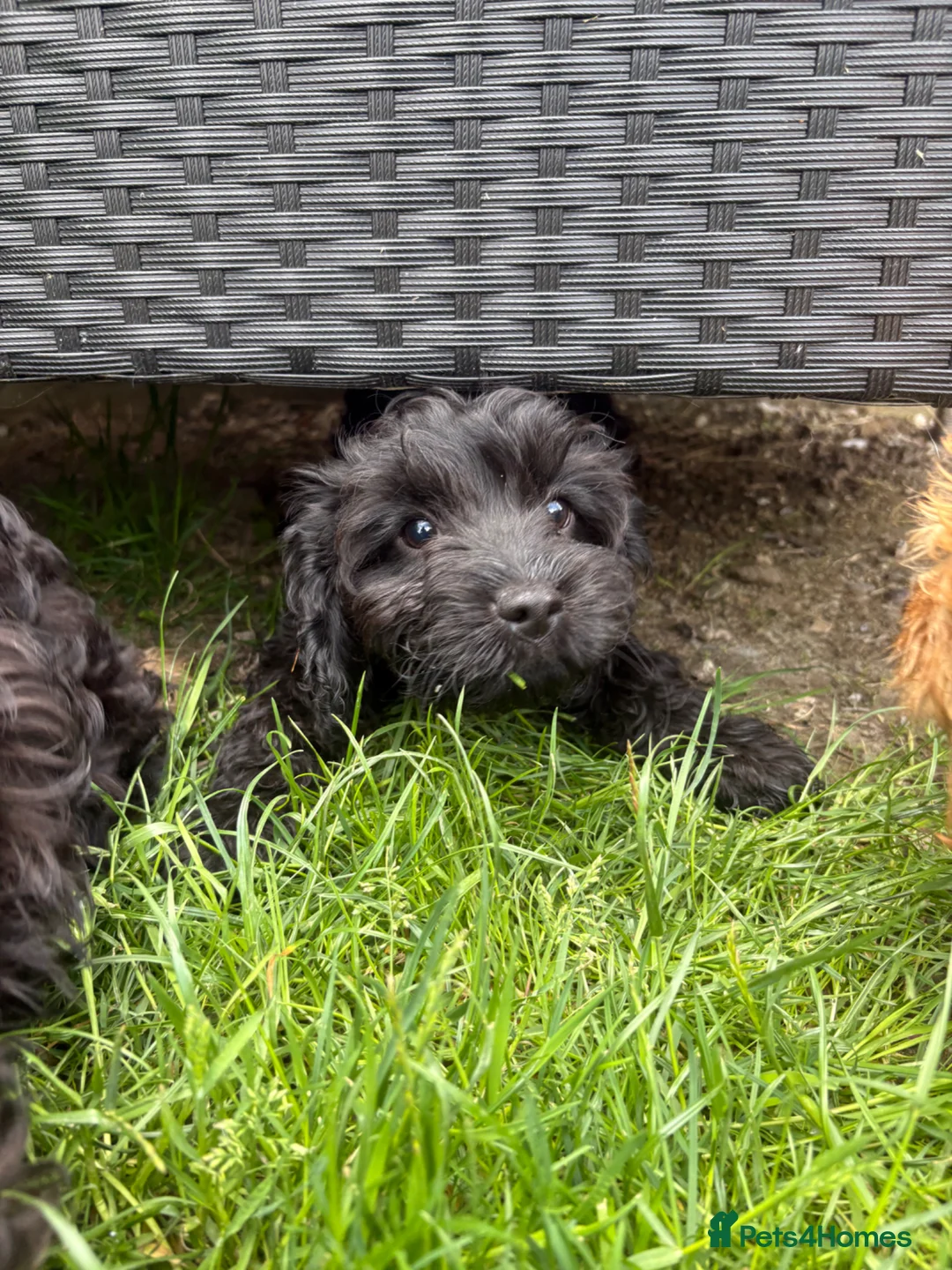 Cavapoo dogs for sale: Puppies ready to leave to their new loving homes - Advert 2