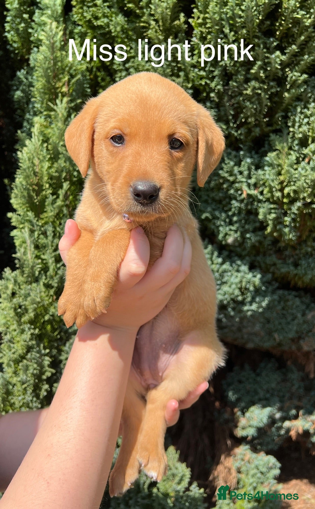Labrador Retriever dogs 🧡2 STUNNING FOX RED LABS LEFT🧡 - Advert 2