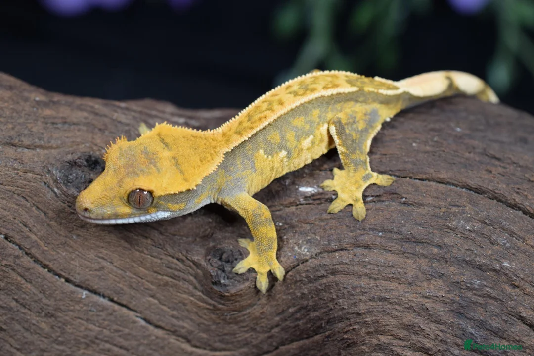 Gecko reptiles for sale: High end crested geckos in Burgess Hill - Advert 2