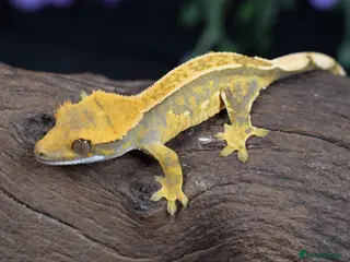 Gecko reptiles High end crested geckos - Advert 2