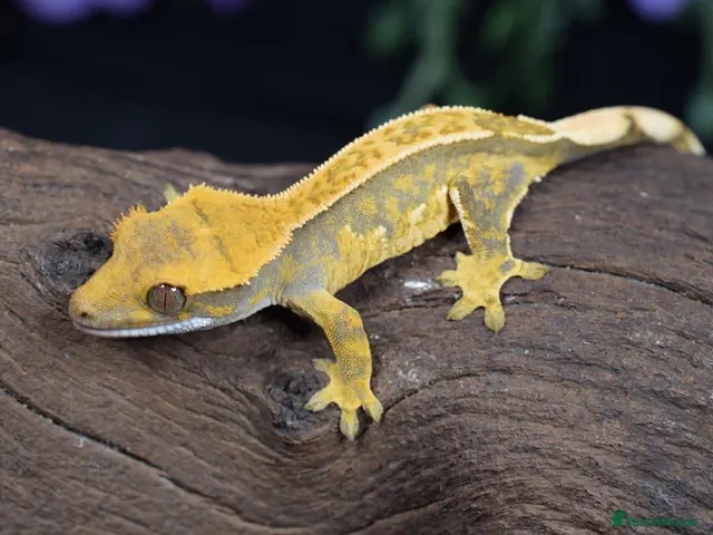 Gecko reptiles for sale: High end crested geckos - Advert 2