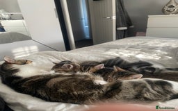 Mixed Breed cats for sale: 4 beautiful kitten - Image 5