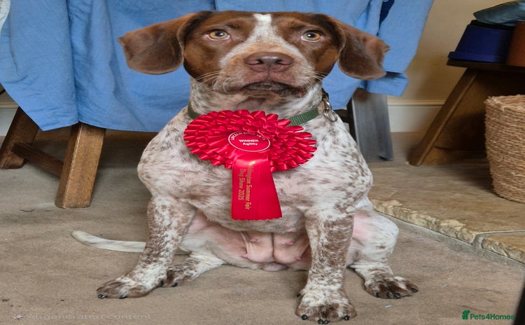 Mixed Breed dogs - Advert 1