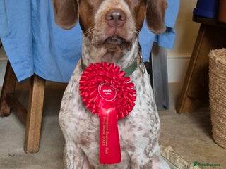 Mixed Breed dogs - Advert 5