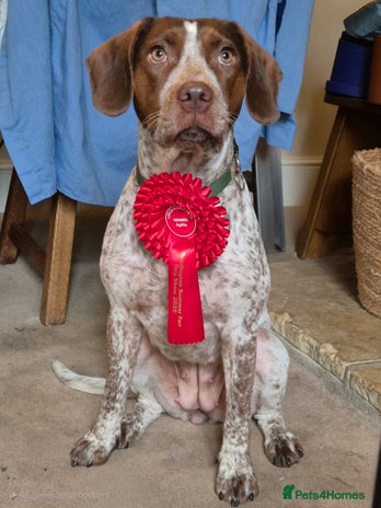 Mixed Breed dogs - Advert 2