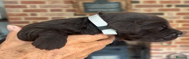 Cockapoo 4