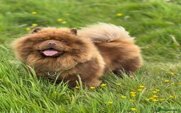 Chow Chow dogs for stud: Luca chocolate chow chow for stud  - Image 6