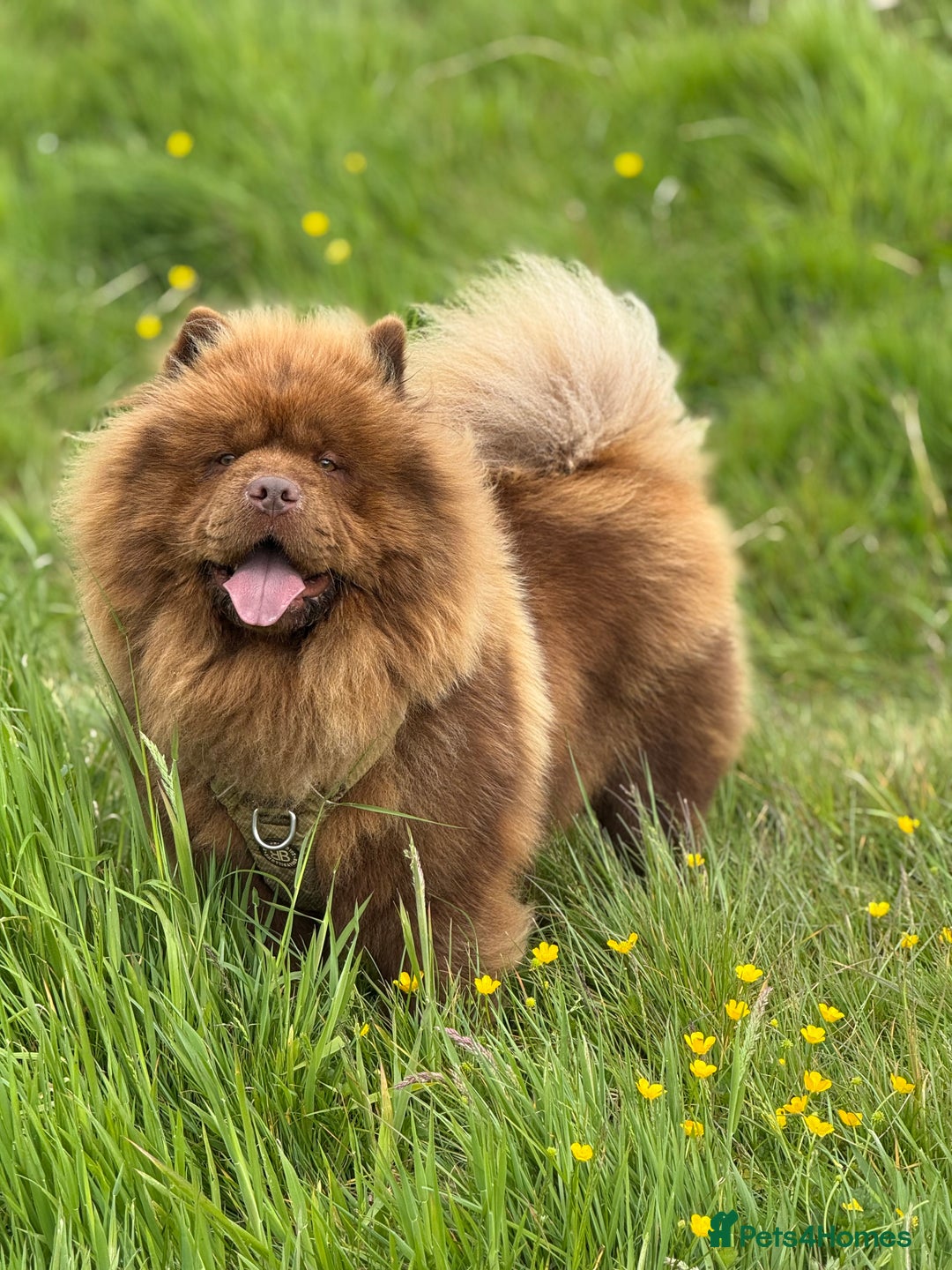 Chow Chow dogs for stud: Luca chocolate chow chow for stud  - Image 6