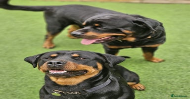Rottweiler dogs - Advert 6