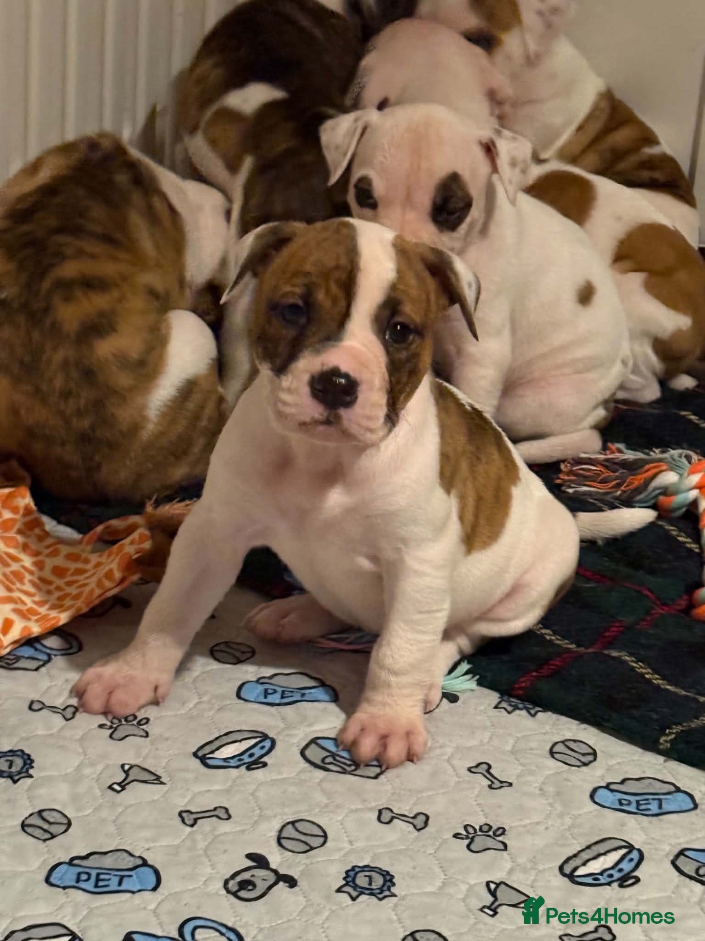 American Bulldog dogs Ready NEBBR papered American bulldog puppies  - Advert 14