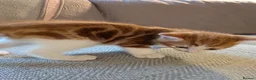 Mixed Breed cats for sale: Three beautiful kittens ready for their new homes - Advert 10