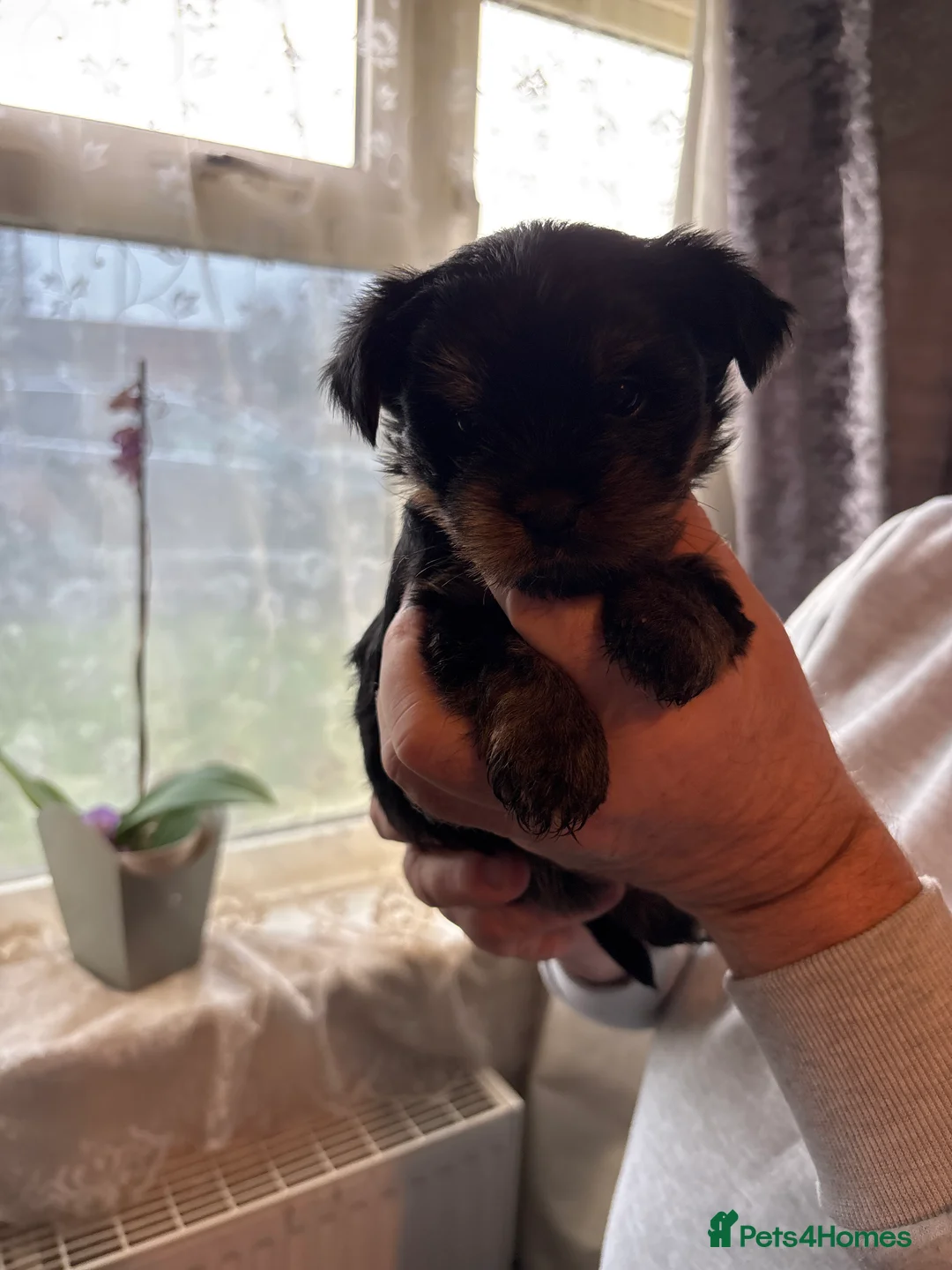 Yorkshire Terrier dogs for sale: ‼️ Litter of 5 Yorkies ‼️ ONLY 3 GIRLS LEFT ‼️ - Advert 2
