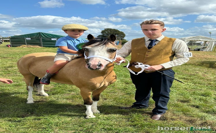 Welsh Section A horses - Advert 1