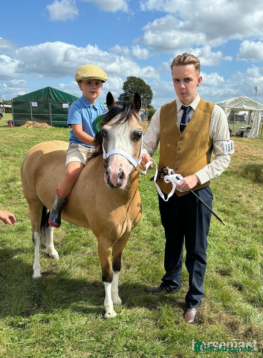 Welsh Section A horses for sale: Beautiful Dunn Welsh A pony - Image 1