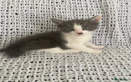 Mixed Breed cats for sale: Beautiful kittens for sale  - Image 5