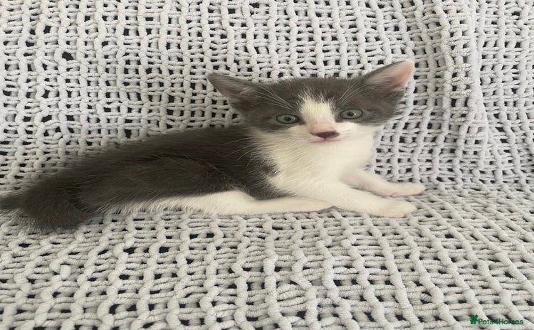 Mixed Breed cats - Advert 14