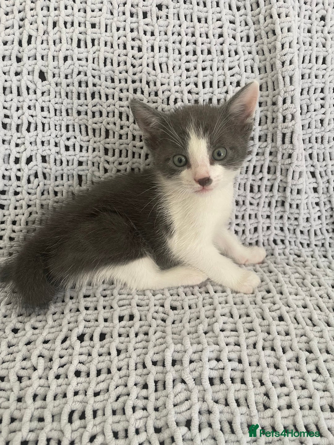 Mixed Breed cats for sale: Beautiful kittens for sale  - Image 5