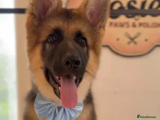 German Shepherd dogs KC Registered German Shepherd Puppy 20weeks - Advert 1