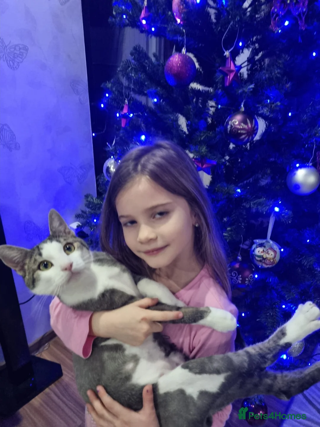 Mixed Breed cats for sale: TOMMY -a very friendly boy who needs a Loving Home - Advert 9