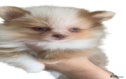 Pomeranian dogs for sale: 1 Male Pomeranian Puppy Left‼️ - Advert 6