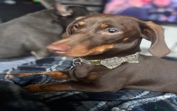 Dachshund dogs for sale: Handsome green eyed miniature dachshund  - Image 4