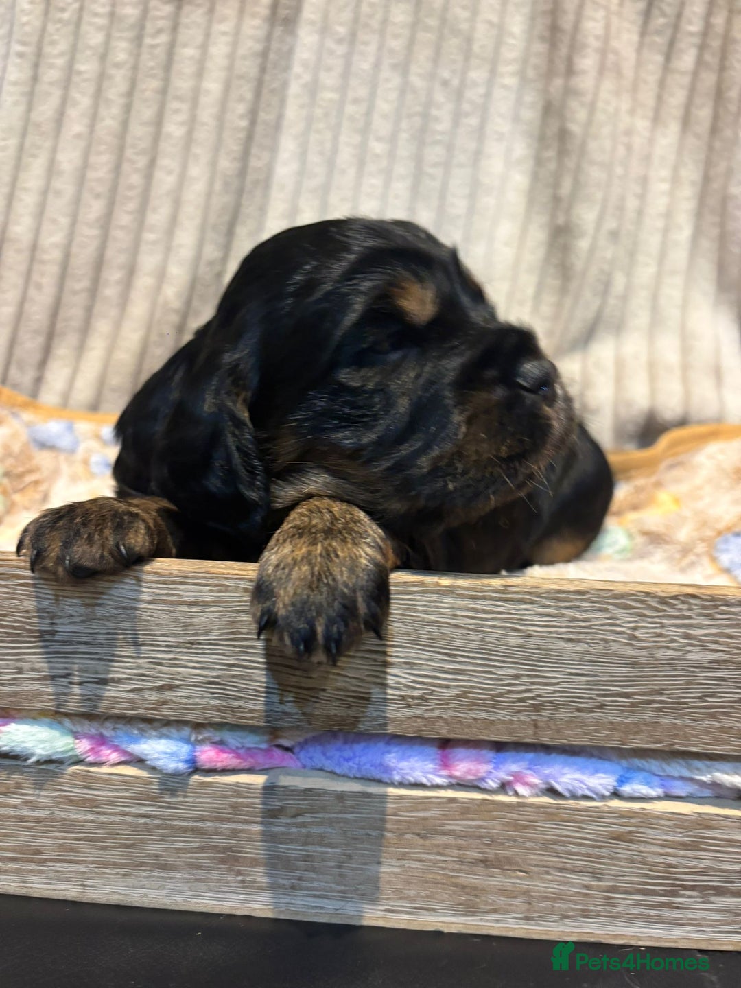 Cocker Spaniel dogs for sale: Stunning kc working cocker spaniels - Image 16