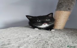 Devon Rex cats for sale: Munchkin x Devon rex  - Advert 5