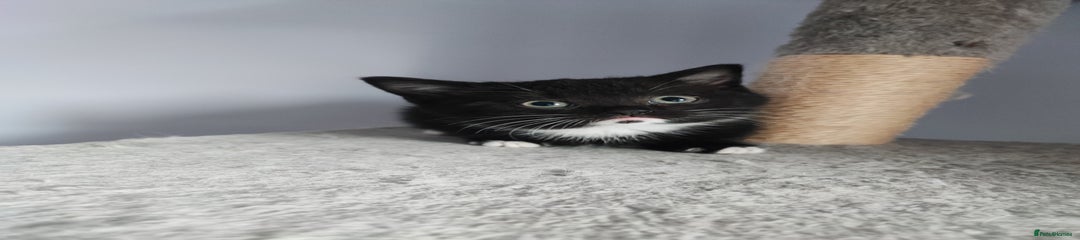 Devon Rex Kitten short legs 2