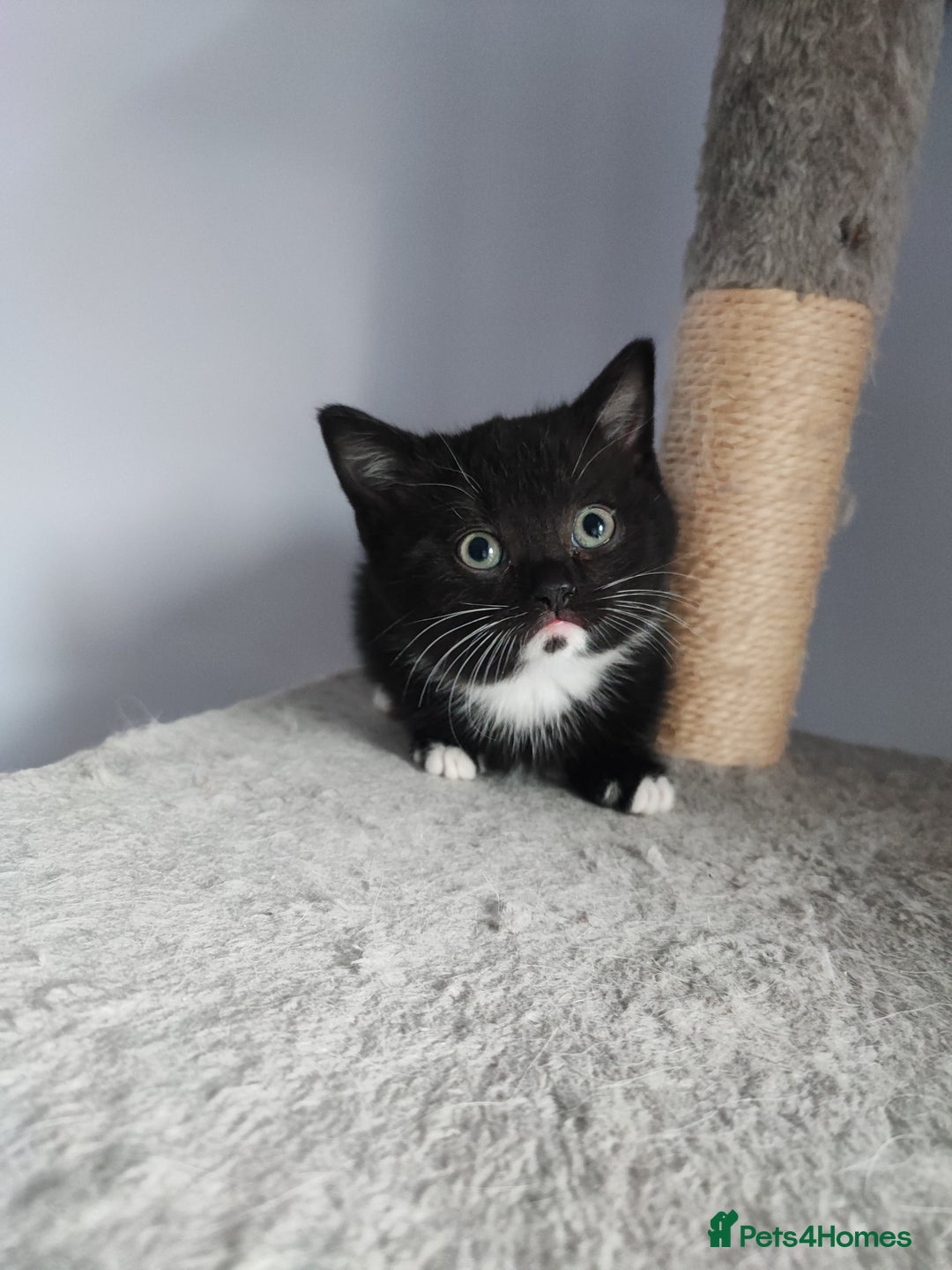 Devon Rex cats for sale: Munchkin x Devon rex  - Advert 5