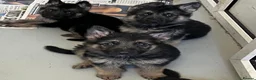 German Shepherd dogs for sale: Big beautiful German Shepherd Puppies  - Advert 8