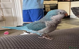 Parakeets birds for sale: Quaker Parrot  - Image 1