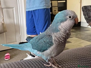 Parakeets birds - Advert 32